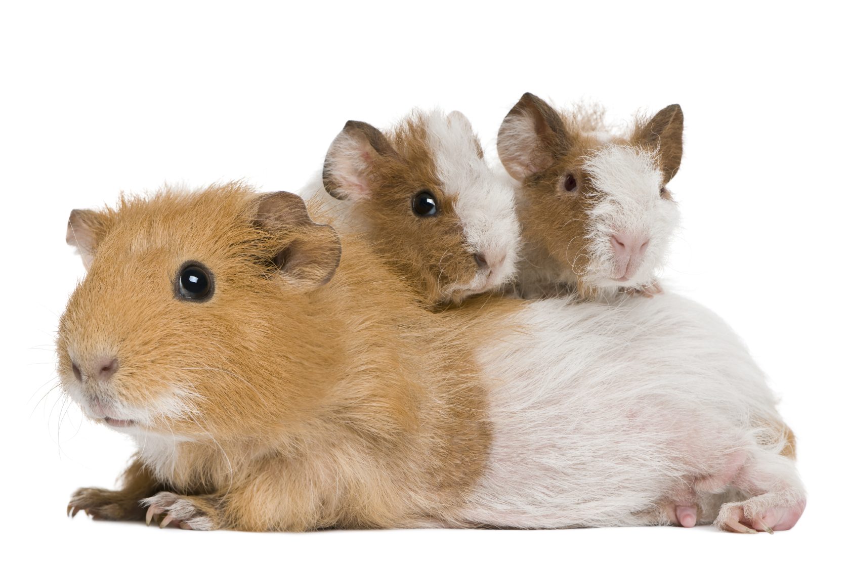 Hamster, Kaninchen, Meerschweinchen